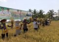 Bupati Konsel saat panen raya padi sawah di Kecamatan Buke