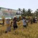 Bupati Konsel saat panen raya padi sawah di Kecamatan Buke