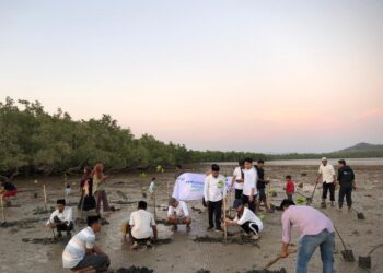 Penanaman mangrove oleh BPJS Ketenagakerjaan