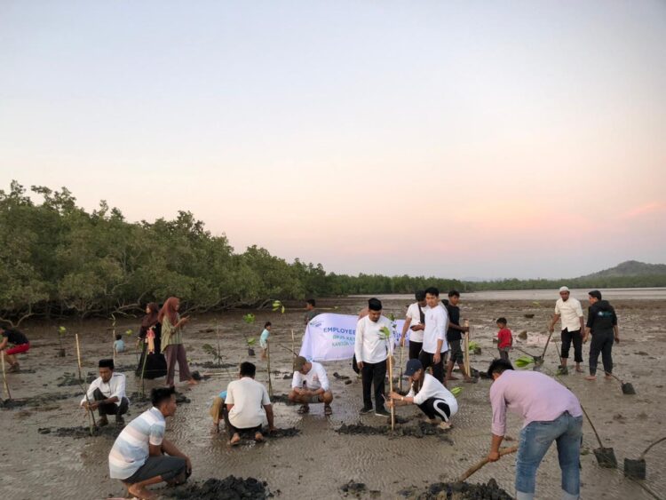 Penanaman mangrove oleh BPJS Ketenagakerjaan