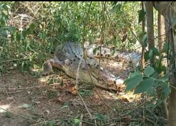 Buaya saat berhasil ditangkap warga Bombana