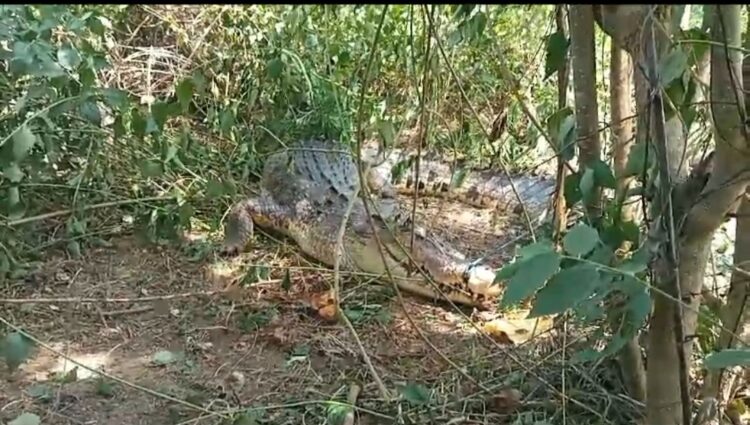 Buaya saat berhasil ditangkap warga Bombana