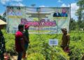 Salah satu pertanian hortikultura di Kabupaten Konawe Selatan