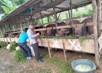 Salah satu peternakan sapi di Kabupaten Konawe Selatan