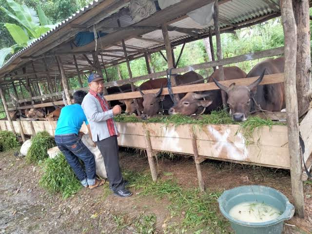 Salah satu peternakan sapi di Kabupaten Konawe Selatan