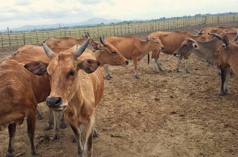 Peternakan sapi di Kabupaten Bombana