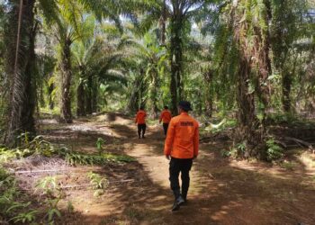 Tim SAR saat melakukan pencarian di kebun sawit