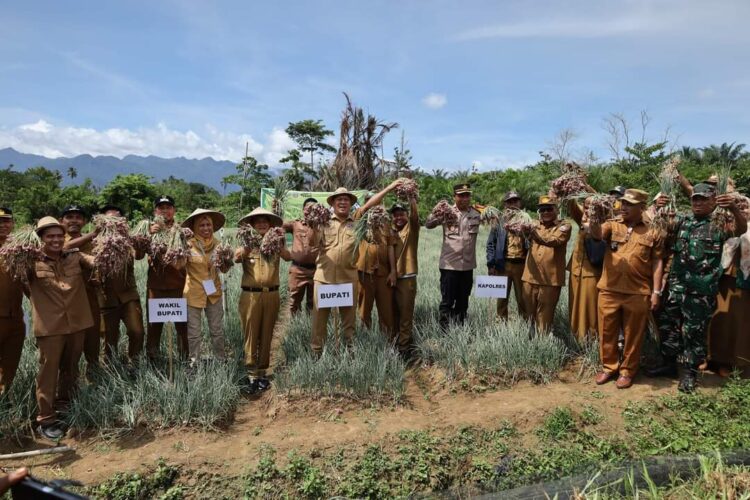 Bupati Konut, Ruksamin bersama wakilnya panen raya bawang merah