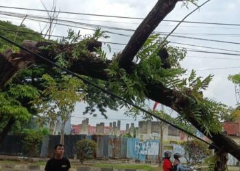 Pohon yang ditebang hingga menghalangi kios warga dna langsung direspon Wali Kota Kendari