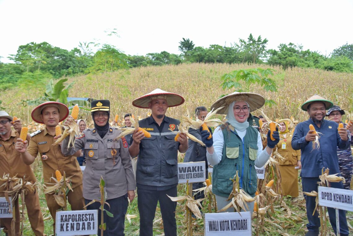 Panen jagung Pemkot Kendari bersama kelompok tani di Kelurahan Lalodati