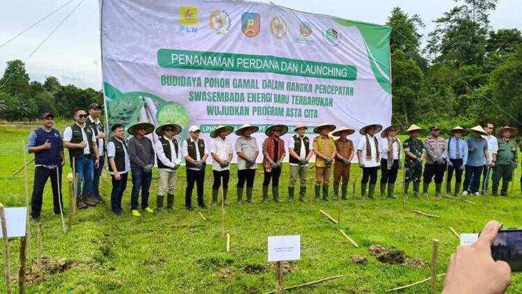 Pemda Konsel saat launching penanaman perdana budidaya gamal di Desa Margacinta, Kecamatan Moramo