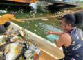 Selain mengerahkan kelompok nelayan, Anggota DPRD Kendari, Mirdan juga turun langsung memungut sampah di teluk