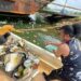 Selain mengerahkan kelompok nelayan, Anggota DPRD Kendari, Mirdan juga turun langsung memungut sampah di teluk