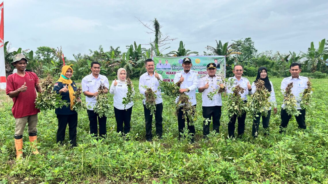 Panen Kacang Tanah di Andonohu, Pemkot Kendari Komitmen Dukung Ketahanan Pangan 10 Wakil Wali Kota Kendari, Sudirman panen perdana kacang tanah bersama Kelompok Tani Jaya