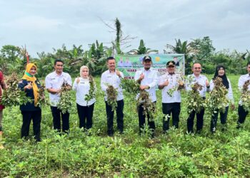 Wakil Wali Kota Kendari, Sudirman panen perdana kacang tanah bersama Kelompok Tani Jaya