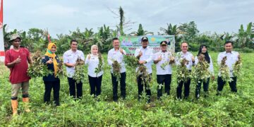 Wakil Wali Kota Kendari, Sudirman panen perdana kacang tanah bersama Kelompok Tani Jaya