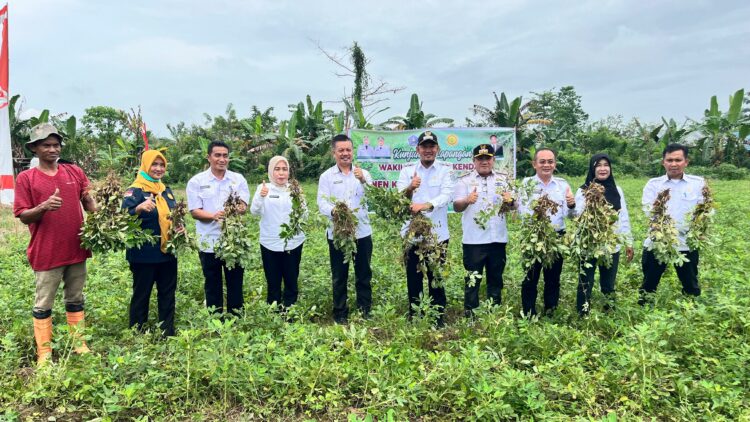 Wakil Wali Kota Kendari, Sudirman panen perdana kacang tanah bersama Kelompok Tani Jaya