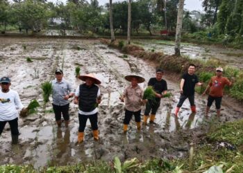 Wakil Wali Kota, Sudirman bersama jajaran Pemkot Kendari melakukan penanaman Padi Inpari 2