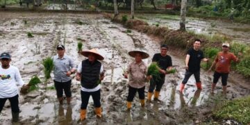 Wakil Wali Kota, Sudirman bersama jajaran Pemkot Kendari melakukan penanaman Padi Inpari 2