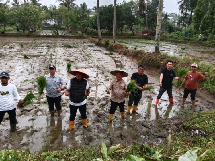 Wakil Wali Kota, Sudirman bersama jajaran Pemkot Kendari melakukan penanaman Padi Inpari 2