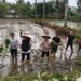 Wakil Wali Kota, Sudirman bersama jajaran Pemkot Kendari melakukan penanaman Padi Inpari 2