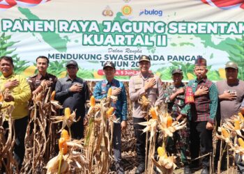 Kapolres Kolaka bersama Bupati Kolaka dan Forkopimda Panen Raya Jagung di Baula