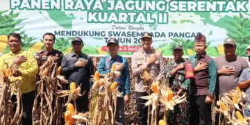 Kapolres Kolaka bersama Bupati Kolaka dan Forkopimda Panen Raya Jagung di Baula