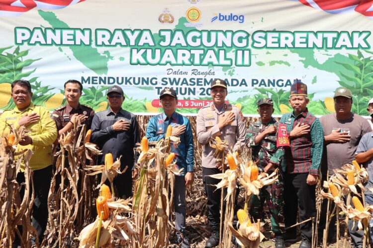 Kapolres Kolaka bersama Bupati Kolaka dan Forkopimda Panen Raya Jagung di Baula