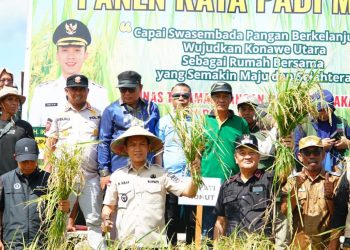 Bupati Konut panen raya padi sawah di Desa Matanggonawe