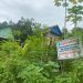 Salah satu tanah milik warga Tunggala yang diduga diserobot