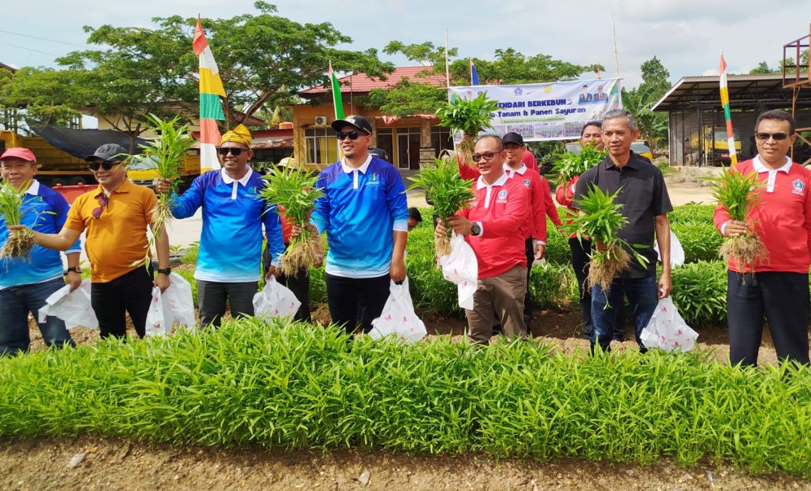 Wakil Wali Kota Kendari, Sudirman saat panen kangkung
