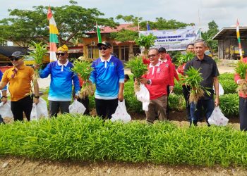 Panen Kangkung, Wakil Wali Kota Gaungkan Gerakan Kendari Berkebun 20 Wakil Wali Kota Kendari, Sudirman saat panen kangkung