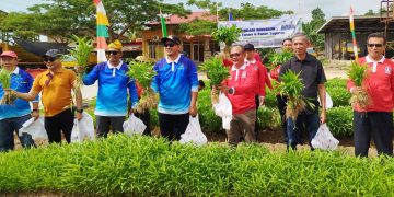 Panen Kangkung, Wakil Wali Kota Gaungkan Gerakan Kendari Berkebun 1 Wakil Wali Kota Kendari, Sudirman saat panen kangkung