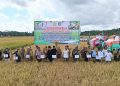 Panen Raya Padi Sawah di Potoro dipimpin langsung Bupati Konsel, Irham Kalenggo