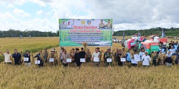 Panen Raya Padi Sawah di Potoro dipimpin langsung Bupati Konsel, Irham Kalenggo