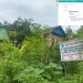 Salah satu tanah warga Tunggala Dalam yang menjadi objek sengketa yang kini mendapat kepastian hukum di PN Kendari