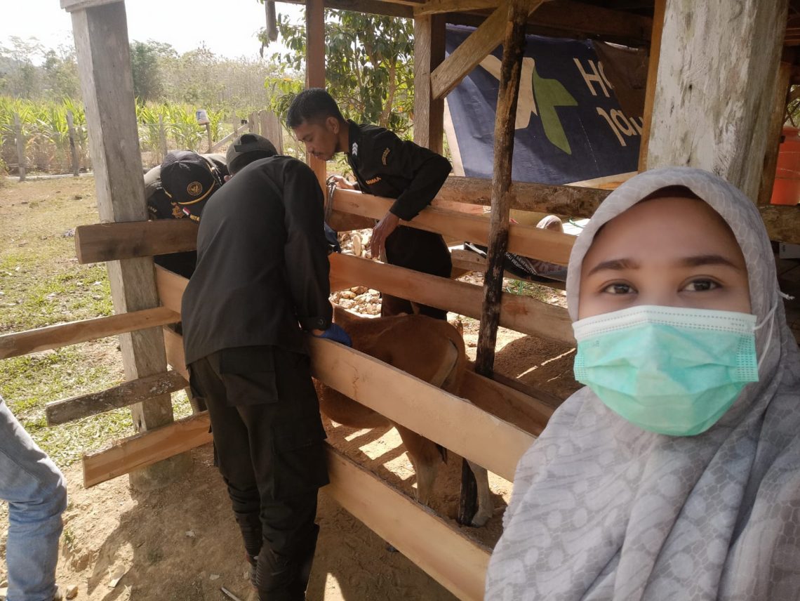 Cegah TBC Pada Hewan, Disnakkeswan Konsel dan Barantin Cek Kesehatan Ternak di Wolasi