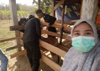 Pengecekkan kesehatan ternak Disnakkeswan Konsel dan Barantin di Wolasi