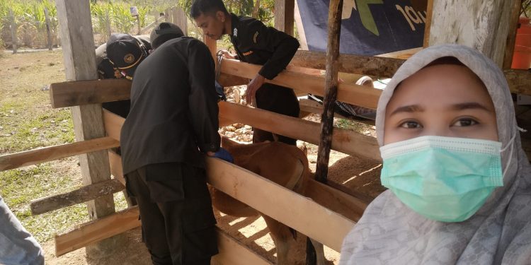 Pengecekkan kesehatan ternak Disnakkeswan Konsel dan Barantin di Wolasi